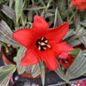 Tulip 'Scarlet baby' (9cm)