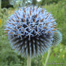 Echinops ritro