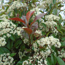 Photinia 'Red Robin' 1.8m trellis (20ltr)