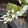 Wisteria venusta 'Alba' 2.4m trellis (35ltr)