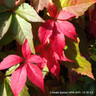 Parthenocissus quinquefolia 'Engelmannii' 1.5-1.75cm (7ltr)