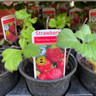 Strawberry - mixed varieties  (9cm)