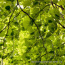 Carpinus betulus (Hornbeam) - 12-14cm girth