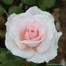 A Whiter Shade of Pale - Hybrid Tea Rose