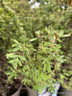 Potentilla fruiticosa 'Gold Finger' (5L)