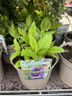 Nepeta 'Washfield' 5L