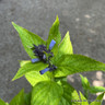 Nepeta 'Washfield' 5L