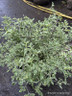 Prosanthera ovalifolia 'Variegata' - 5L