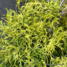 Chamaecyparis pisifera 'Filifera Aurea'