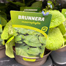 Brunnera macrophylla 3L