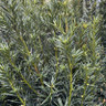 Taxus media 'Kazio' 10L
