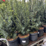 Taxus media 'Kazio' 10L