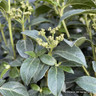 Viburnum tinus 'Eve Price' bush 80-100cm (rootballed)
