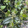 Viburnum tinus 'Le Bois Marquis' 125-150cm