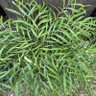 Mahonia 'Soft Caress' (18L)