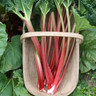 Rhubarb 'Stockbridge Arrow' - 1 crown