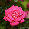 Rosa 'Gloriana' (Climbing Rose) 1.2m trellis - 10ltr