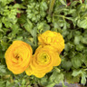 Ranunculus mixed