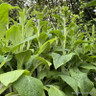 Foxglove 'Dalmation mixed'