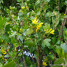 Ribes odoratum 3L