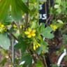 Ribes odoratum 3L
