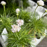 Armeria alba (sea thrift)