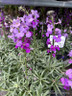 Erysimum mix