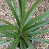 Cordyline 'Australis Verde'  (green cordyline)