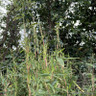 Fargesia murieliae 'Light Green' (p23)