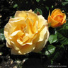 Absolutely Fabulous - Floribunda Rose