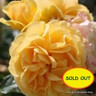 Absolutely Fabulous - Floribunda