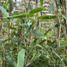Fargesia murieliae 'Gigant Green' (p23)