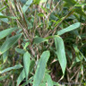 Fargesia murieliae 'Gigant Green' (p23)