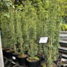 Taxus fastigiata 'Robusta' (5L)