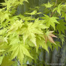 Acer Orange Dream (p19)