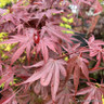 Acer palm. 'Shaina' (p19)