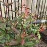 Photinia Carre Rouge (p17)