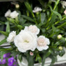 Dianthus (pinks) mixed colours