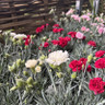 Dianthus (pinks) mixed colours