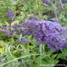 Buddleja 'Lochinch' 3L