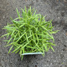 Lavender angustoifolia 'Hidcote White' 2L