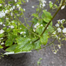 Brunnera 'Betty Bowring'