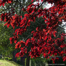 Fagus sylvatica 'Purpurea' (Purple Beech) 10/12cm feathered
