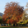 Fagus sylvatica 'Purpurea' (Purple Beech) 10/12cm feathered