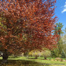 Fagus sylvatica 'Purpurea' (Purple Beech) 10/12cm feathered
