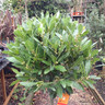 Lollipop Bay (Laurus Nobilis) 50-55cm