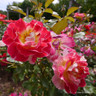 Champagne Cocktail - Floribunda (Potted)