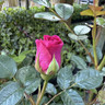 Gloriana - Climbing Rose (Potted)