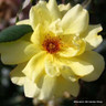 Golden Showers - Climbing Rose (Potted)