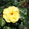 Golden Wedding - Floribunda (Potted)